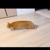 チーターみたいな猫