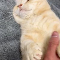 不満そうな表情で横を向く猫