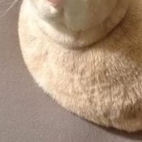 クッションの上に座って丸いシルエットになっているマンチカン