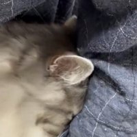 グリグリする猫
