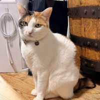 三毛猫がきちんと座ってポーズをキメている瞬間