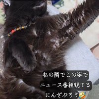 左手だけを伸ばす猫