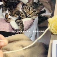 ママの編み物を見守るキジ白猫と子猫