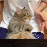 女性の膝の上に横になる猫