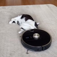 頭の近くにあるロボット掃除機を見つめる猫