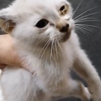 片目がつぶれた子猫