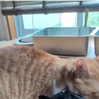 箱に入っている黒猫