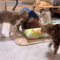 寝ている飼い主に集まる猫