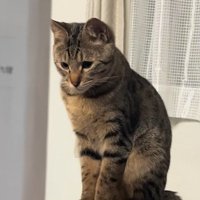 切ない表情の猫