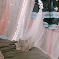 姿勢を低くする子猫
