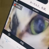 スマホの画面に映った猫の顔