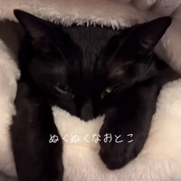 ベッド入口とベッドに入る黒猫（少し上からのアングル）