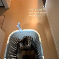 カゴを押してもらう猫