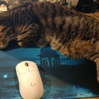 マウスパッドの上で寝ている猫