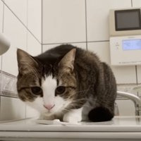 お風呂にはいっている人間を見ている猫