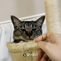 キャットタワーから飼い主を呼ぶキジトラ猫