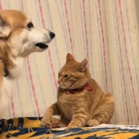 ビビる猫