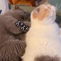 横になって白茶猫の背中を押す猫（グィグィ）
