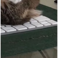 キーボードの上で眠る猫