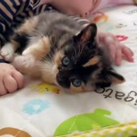 寝ている赤ちゃんと子猫