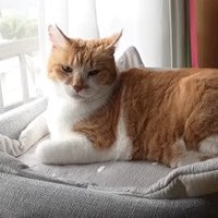 ベッドでくつろぐ元野良猫のチャチャ君