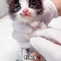 手で持たれてカメラ目線の子猫