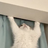 天井に向かって前足を伸ばす猫