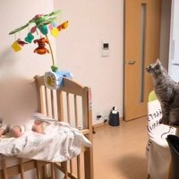 プーメリーを見る2匹の猫