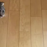 振り向く猫
