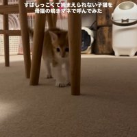 近づいてくる子猫