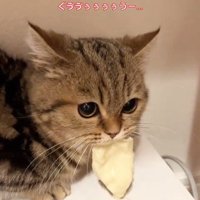 チーズをくわえる猫