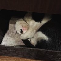 カゴの中で丸くなって寝ている猫