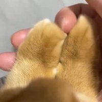 猫の前足の間に指を差し込む飼い主