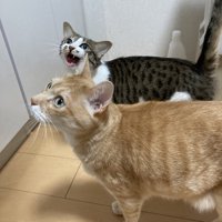 並んで立つ2匹の猫