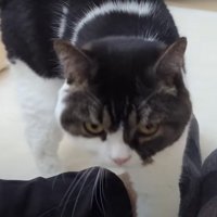 人間と猫