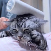 耳の近くに粘着シートを転がされてうっとりする猫