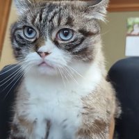 真剣な猫
