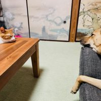 猫と犬