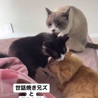 グルーミングし合う3匹の猫