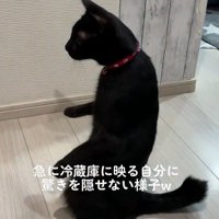 手が上がる猫