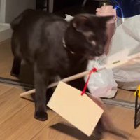 破魔矢を咥えて飼い主のいる部屋にやってきた猫