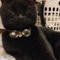目を細めて横になる猫