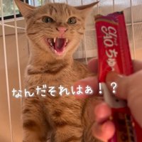 おやつに威嚇する猫