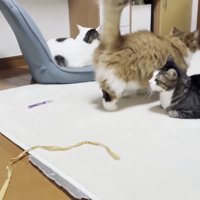 3匹
