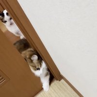 ドアを突破する猫