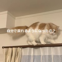 後ろ向きに歩く猫に話しかける女性