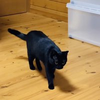 飼い主さんのほうに歩く黒猫