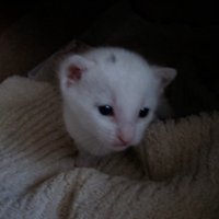 タオルの上にいる子猫