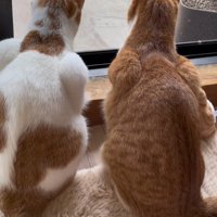 2匹の猫の後ろ姿