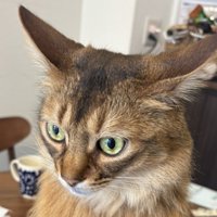 不満げな表情を浮かべる猫
